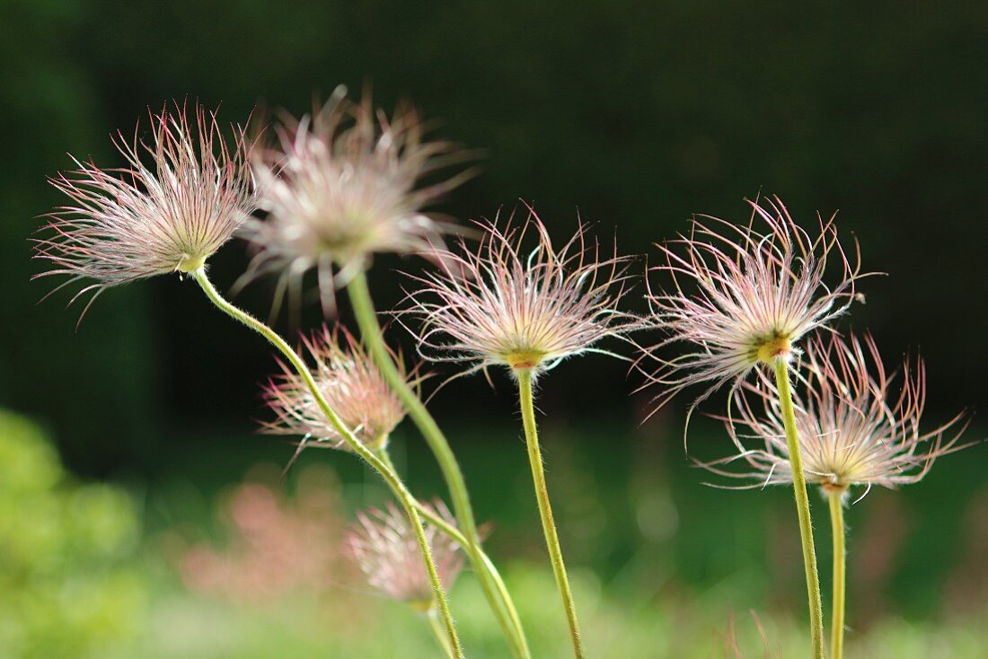 Pasqueflower seedheads in garden