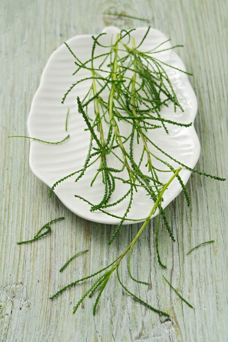 Green santolina on a plate