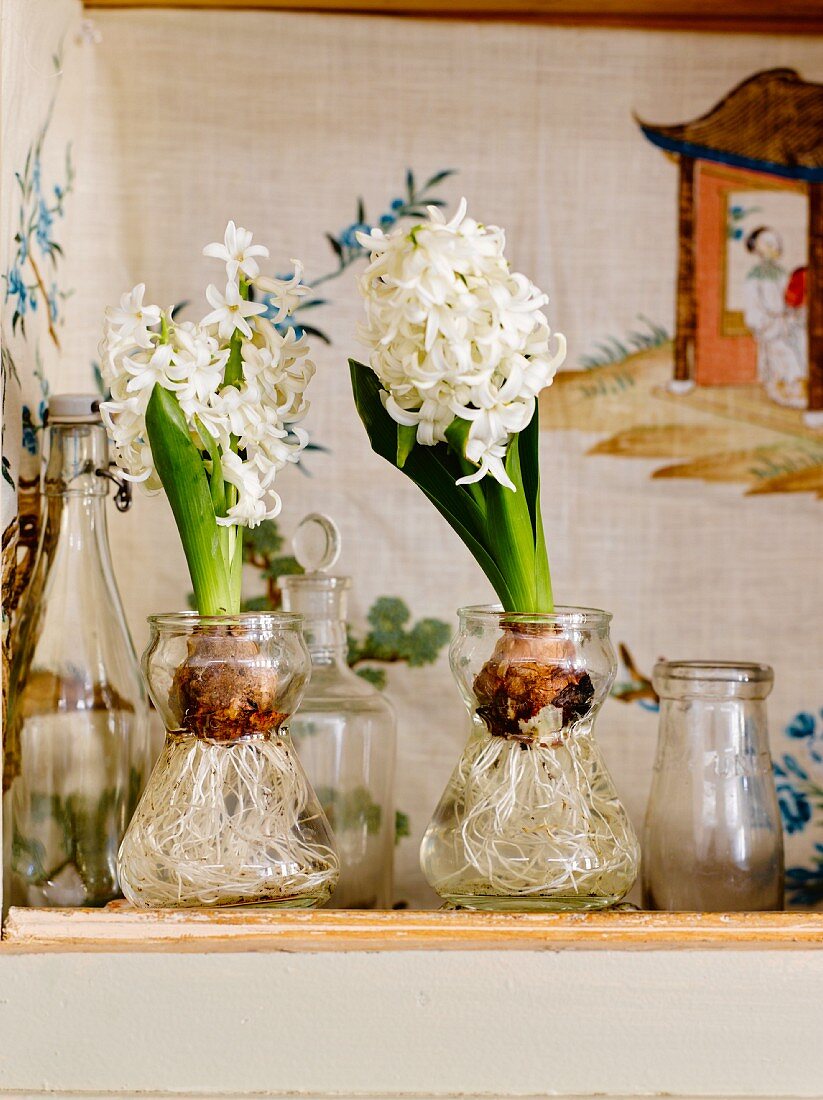 White hyacinths in the hyacinths vases