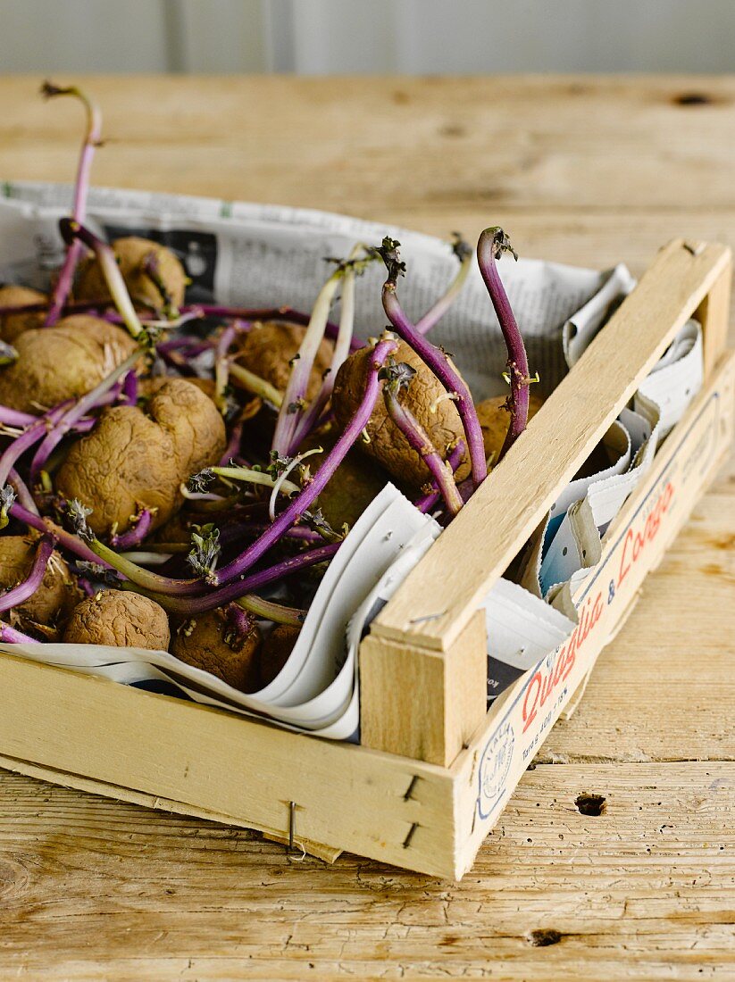 A crate of old sprouting potatoes