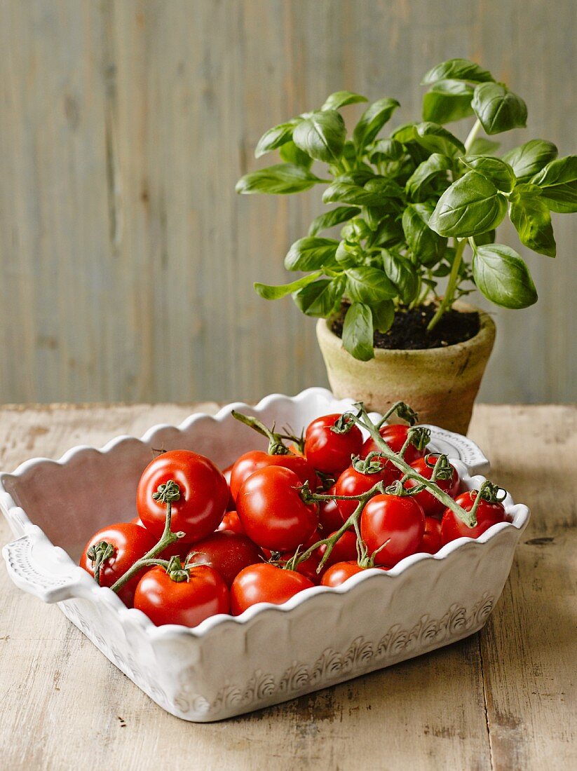 Tomatoes in a porcelain dish and a pot of basil