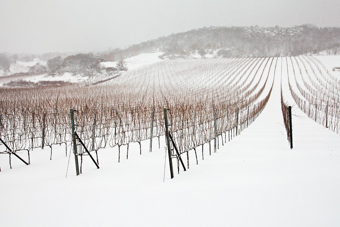 A vineyard in the winter with snow (Austria)