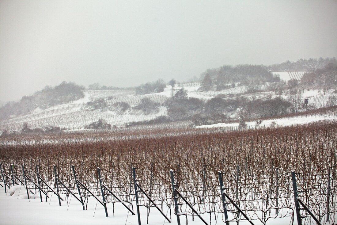 Weinreben in Winter mit Schnee (Österreich)