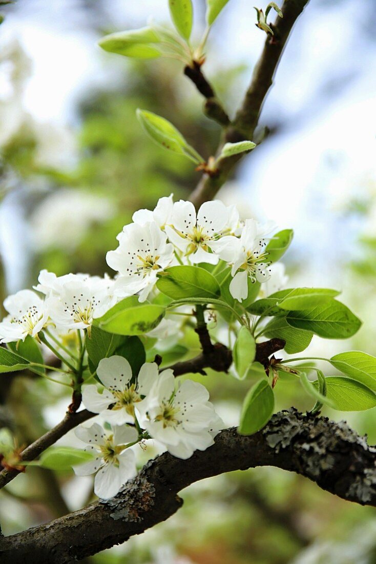 A flowering pear tree (detail)