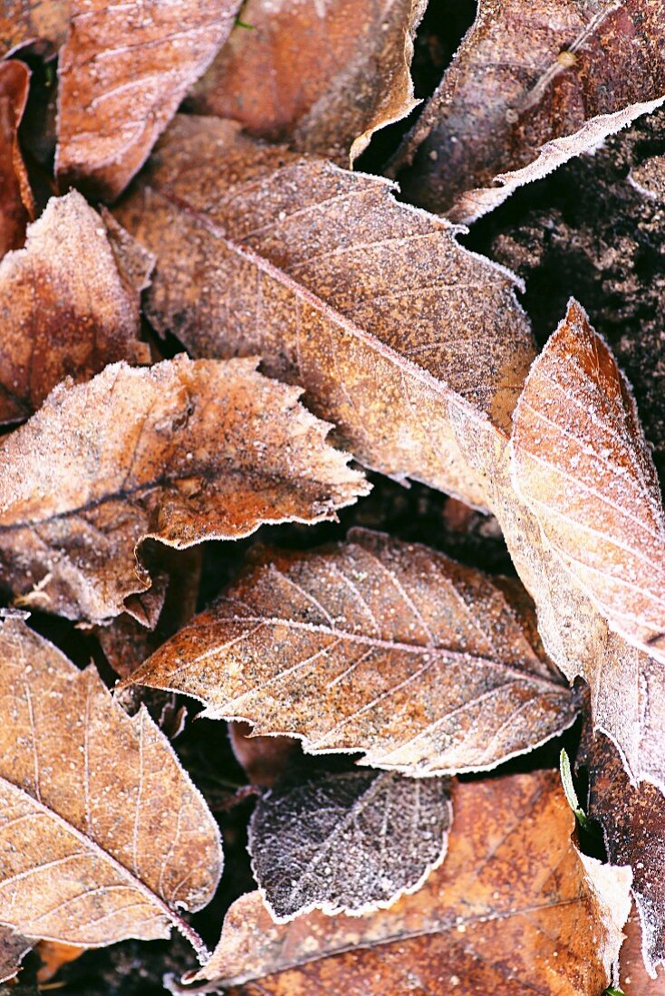 Frozen leaf litter (chestnut leaves)