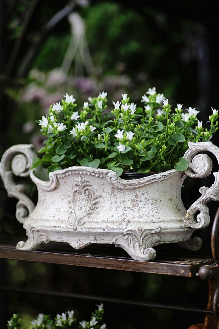 White campanula planted in Art Nouveau planter