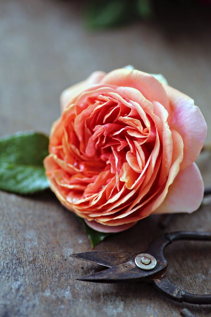 Rose of variety 'Chippendale' and vintage shears