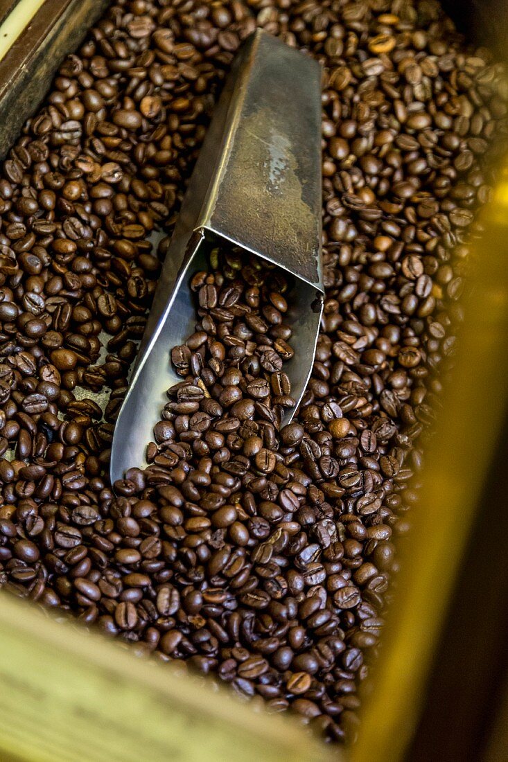 Kaffeebohnen im 'Caffè Sciascia' mit Schaufel, Rom