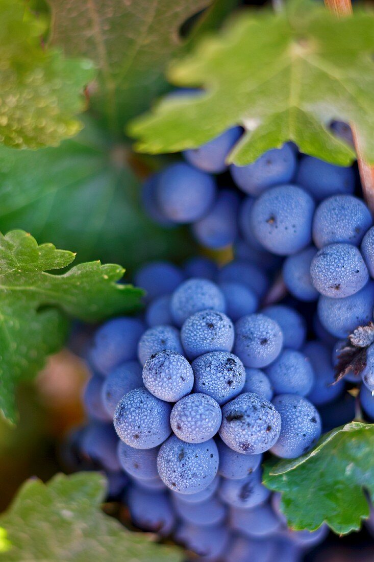 Cabernet Sauvignon Trauben an der Rebe