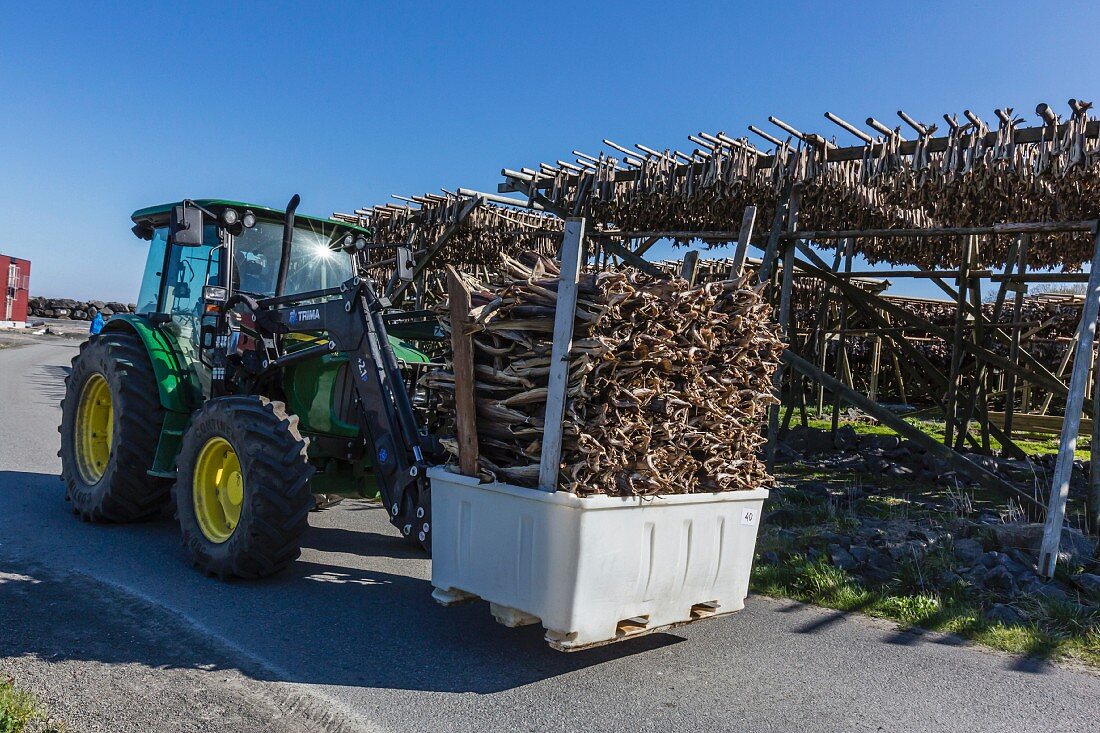An grossen Holzgestellen, zum Trocknen hängender Kabeljau in einem Fischerdorf auf den Lofoten, Norwegen