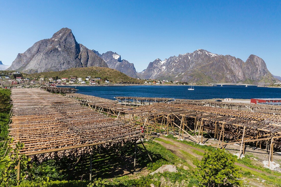 Trocknender Kabeljau, an grossen Holzgestellen hängend, vor prächtiger Bergkulisse und Meeresbucht, Lofoten, Norwegen