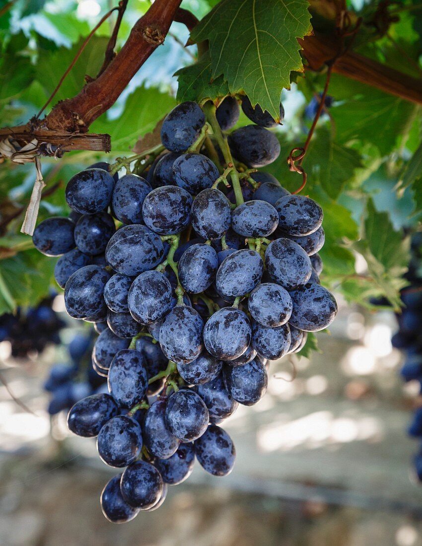 Grapes in San Joaquin Valley, California