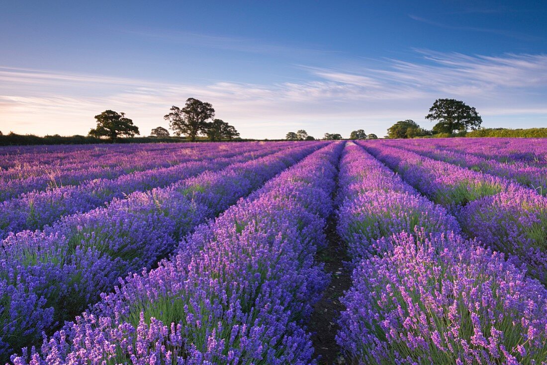 A lavender field at dawn, Somerset, England