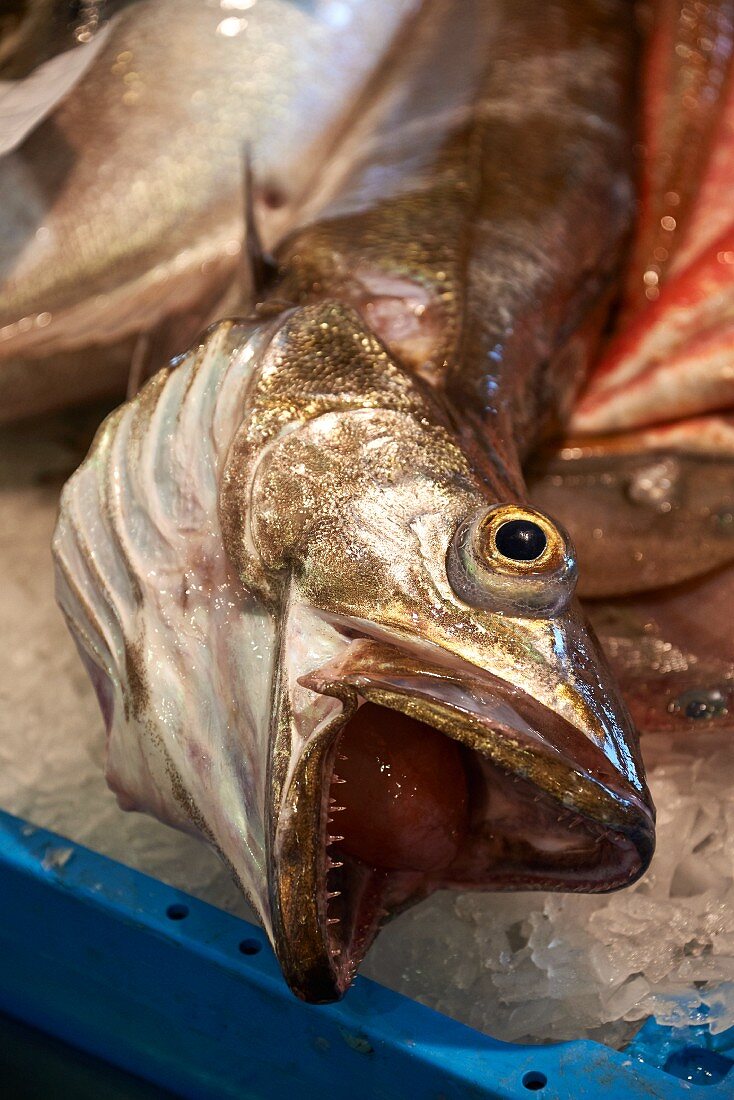 Fresh fish in a crate with ice (close-up)