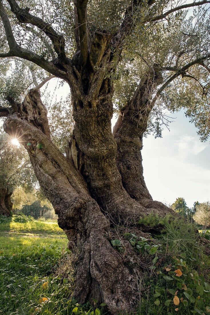 Ein alter Olivenbaum thront im Garten der Finca Es Castell, Mallorca