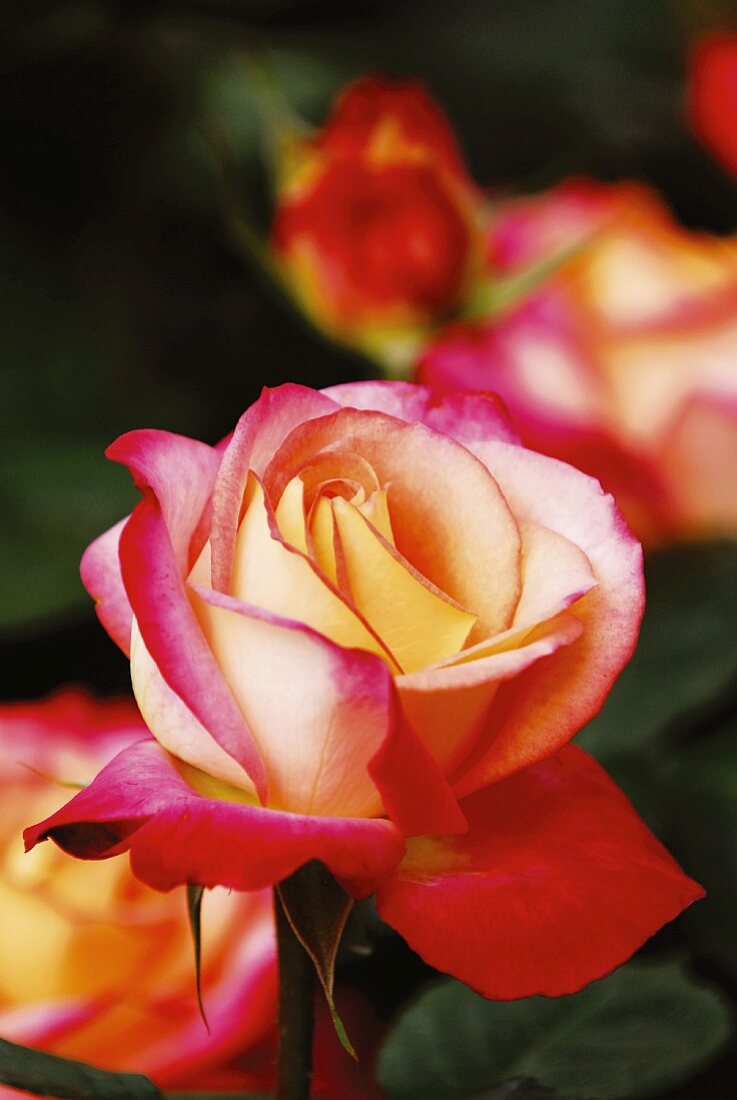 Colourful roses in garden