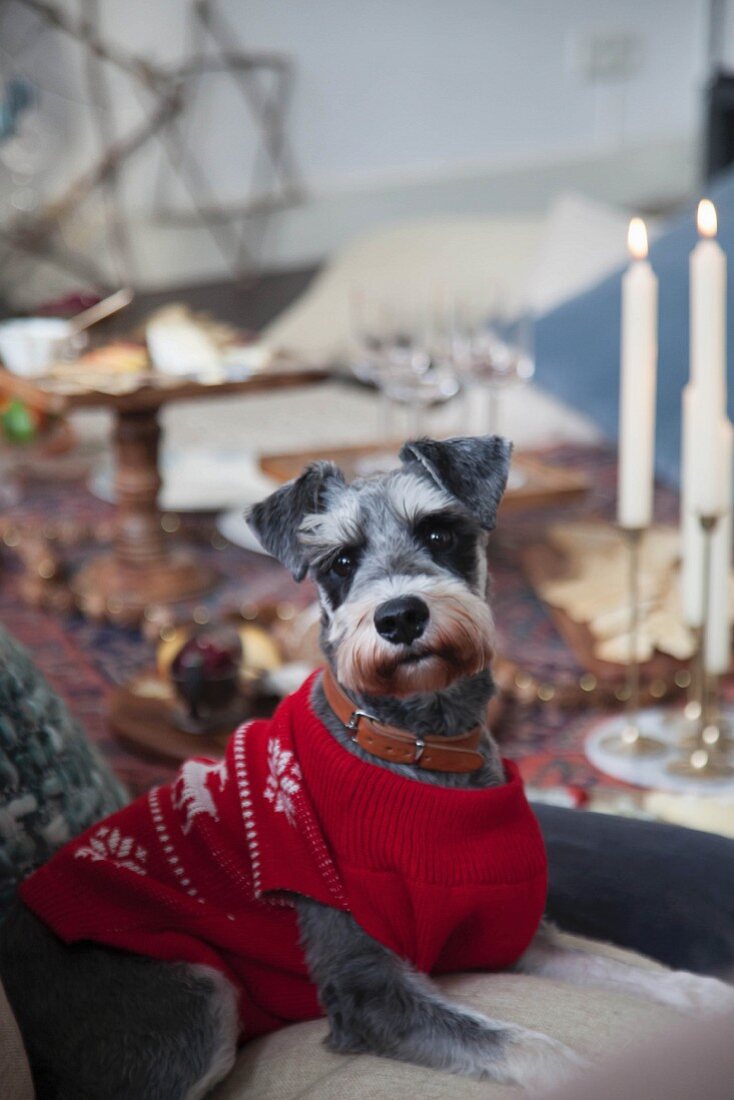 Grey Schnauzer wearing red Norwegian sweater