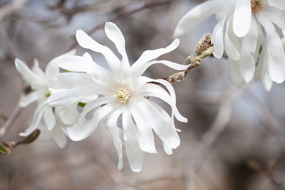 Flowering branches of magnolia stellata