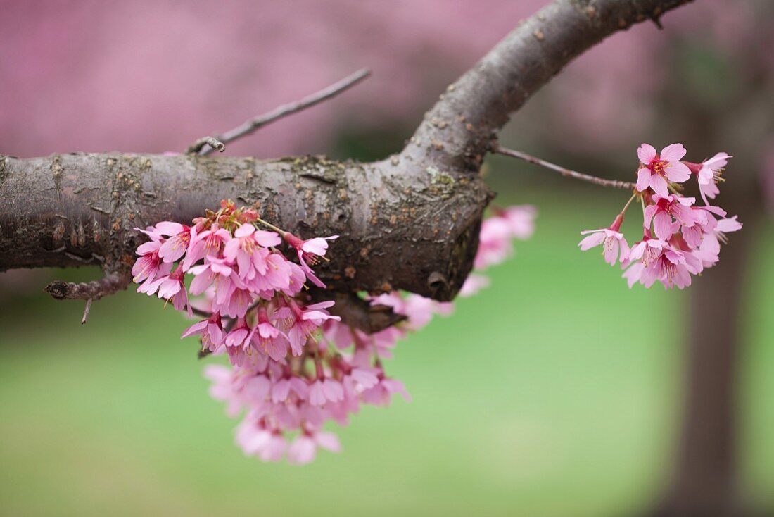 Cherry blossom on the tree