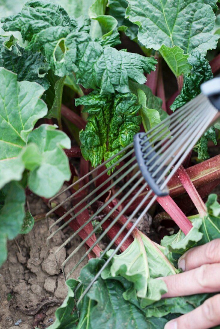 Rhubarb in garden (close-up)