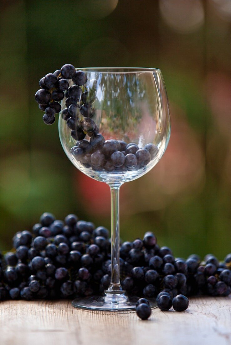 Pinot noir grapes with a wine glass