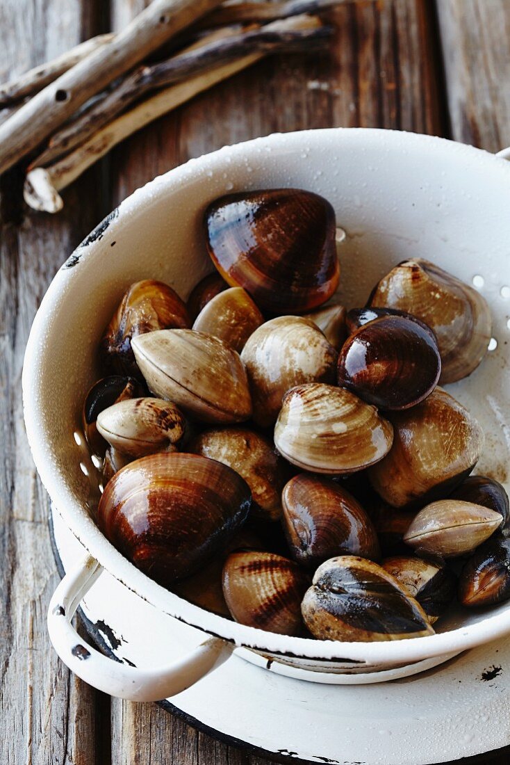 Fresh clams in an enamel colander