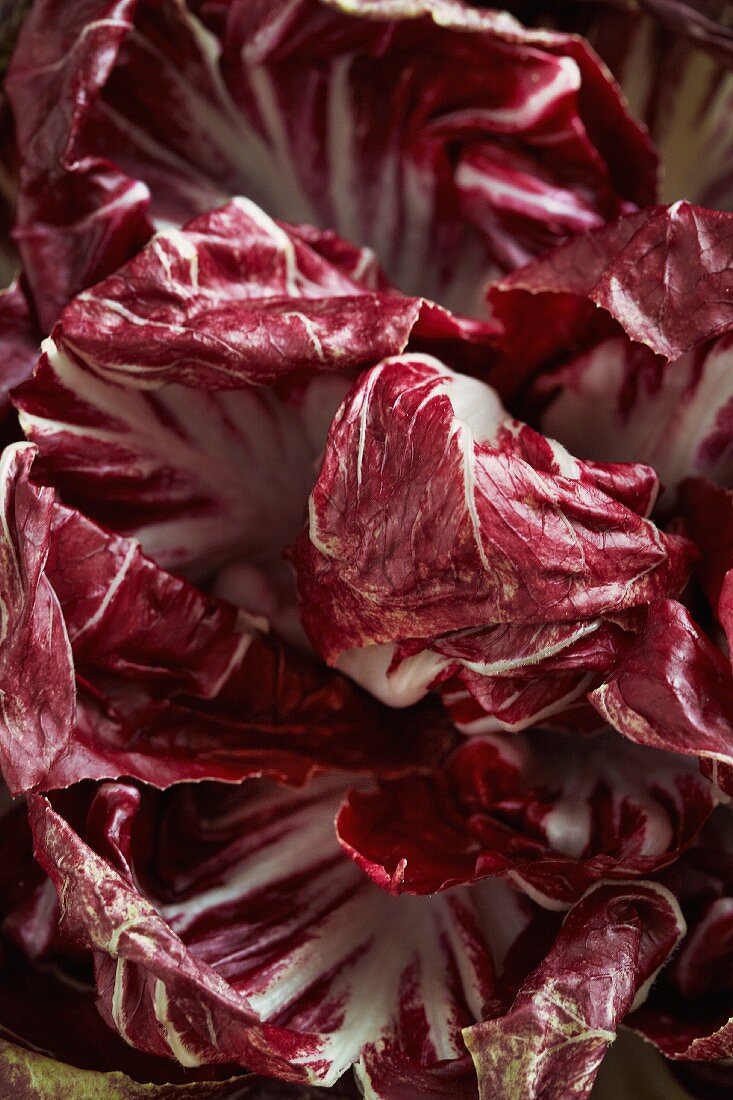 Radicchio (close-up)