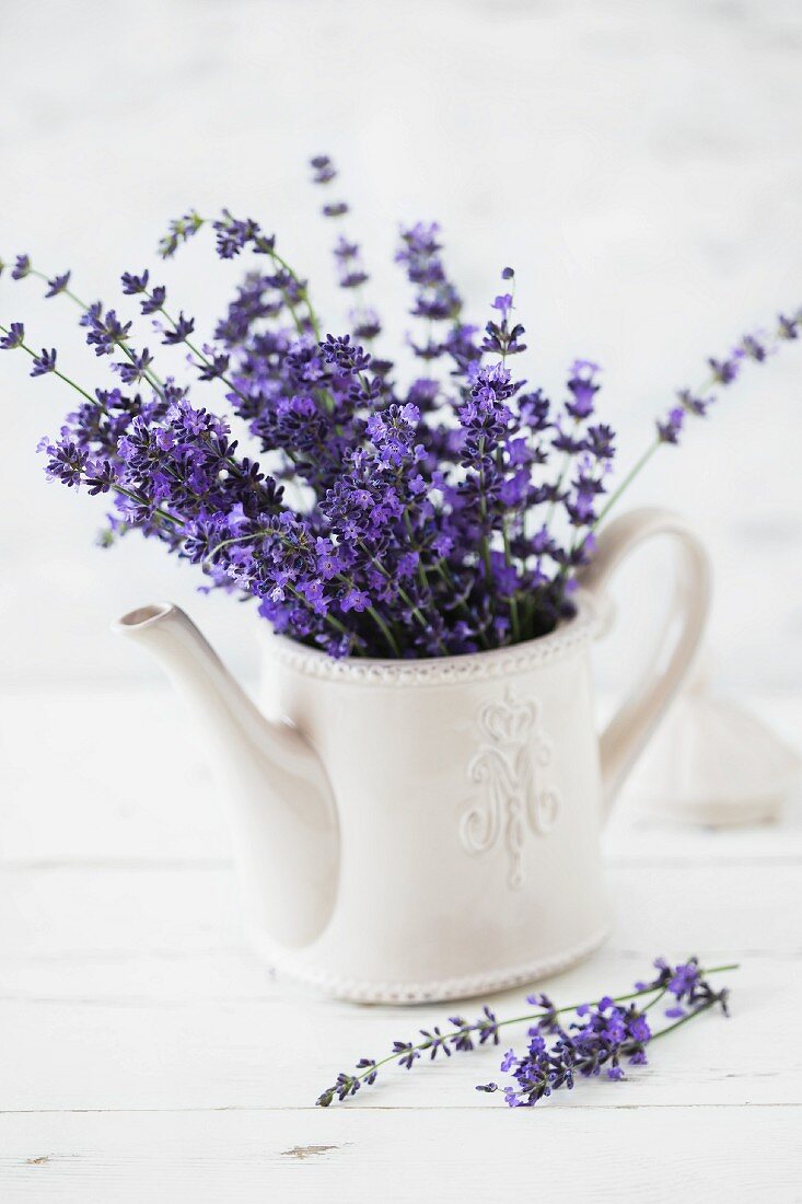 Bouquet of fresh lavender in retro teapot