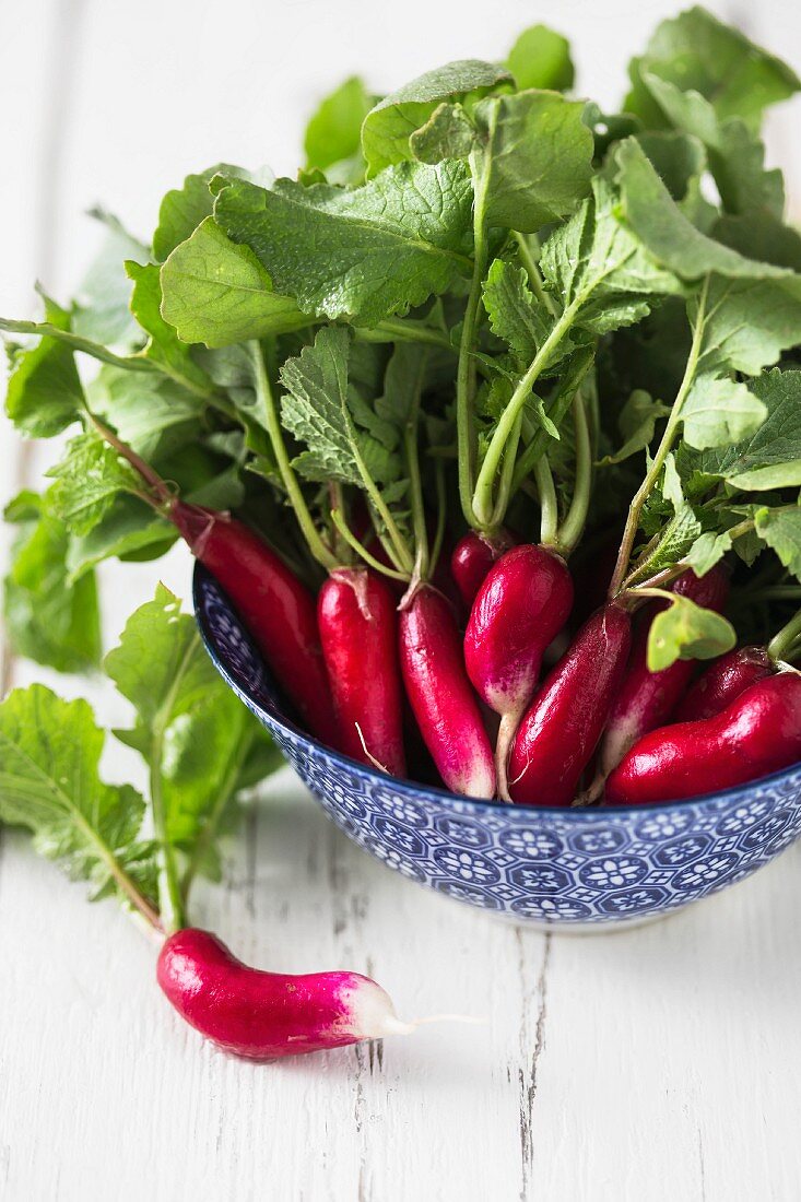 Radishes with leaves in a blue bowl
