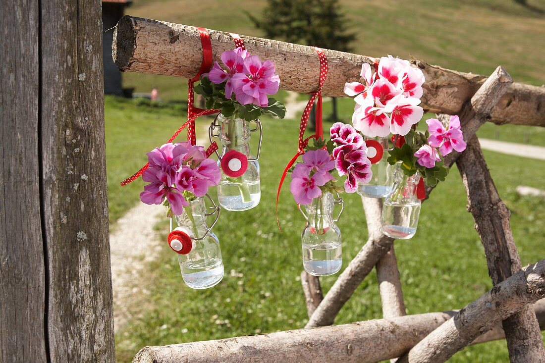 Bicoloured geraniums in small swing-top bottles hung on wooden fence