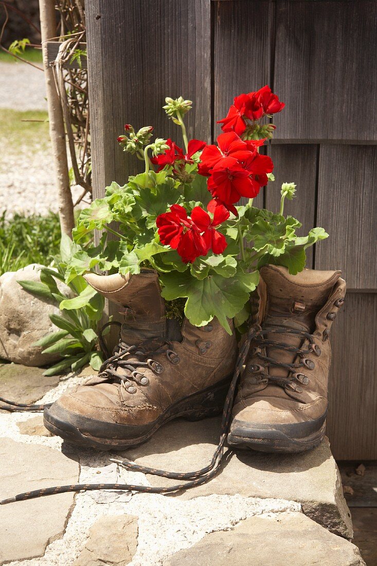 Red geraniums planted in old walking boots