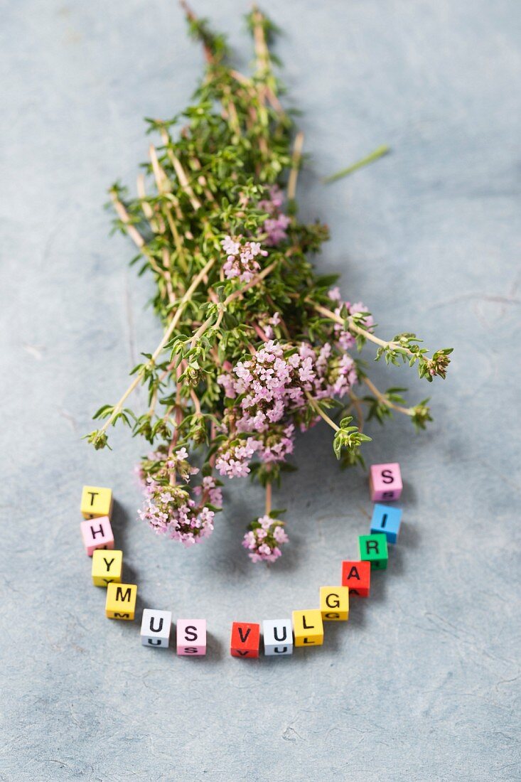 Frischer Thymian (Thymus vulgaris)