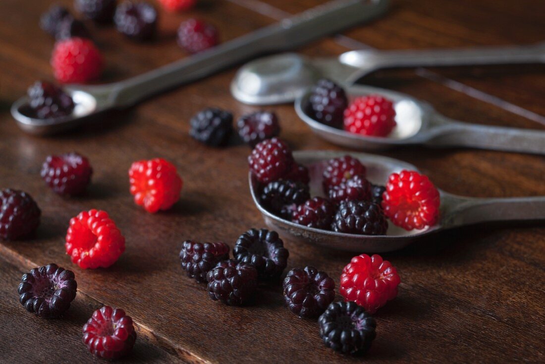Freshly picked red and black wild raspberries on silver spoons on a wooden surface