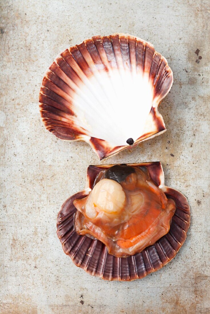 An open scallop shell – License Images – 11393120 ❘ StockFood