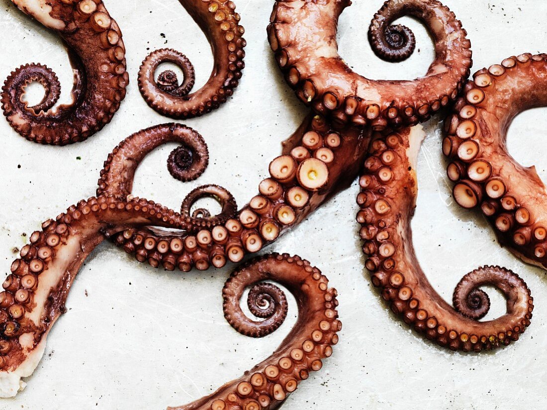 Single Cooked Octopus Tentacle – License Images – 668395 ❘ StockFood