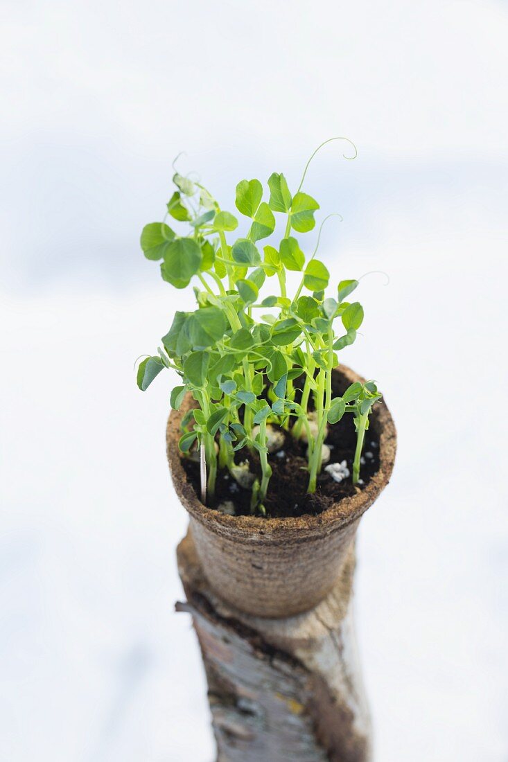 Pea sprouts in a plant pots on a piece of wood
