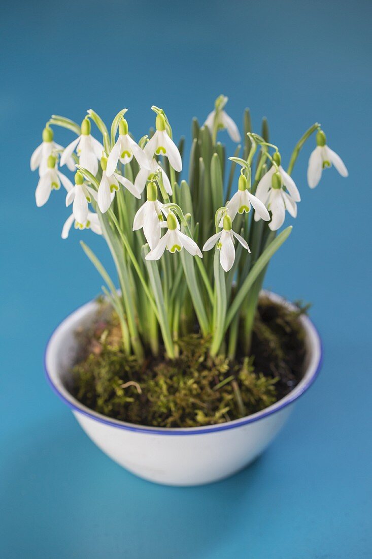 Dish of moss and snowdrops