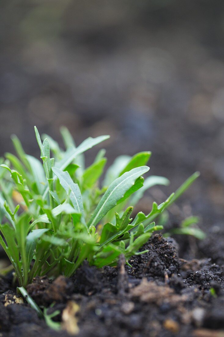 Young rocket in a vegetable patch