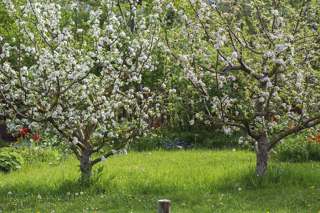 Blossoming apple trees in garden