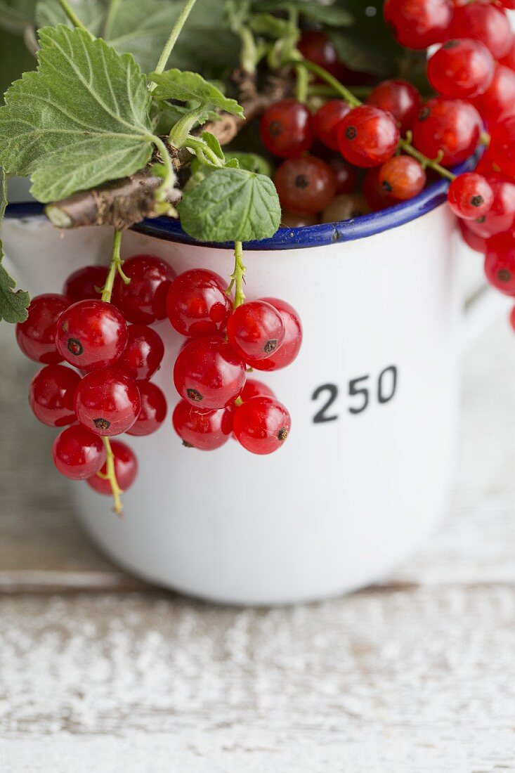 Sprigs of redcurrants in an enamel mug