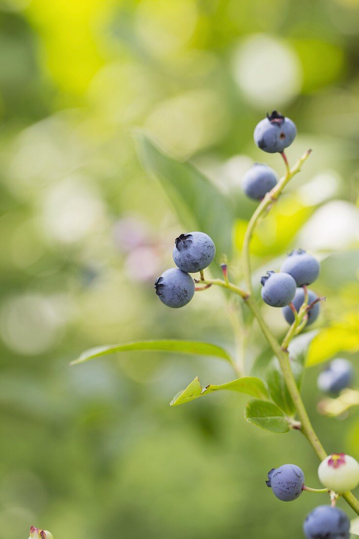 A sprig of blueberries on a bush