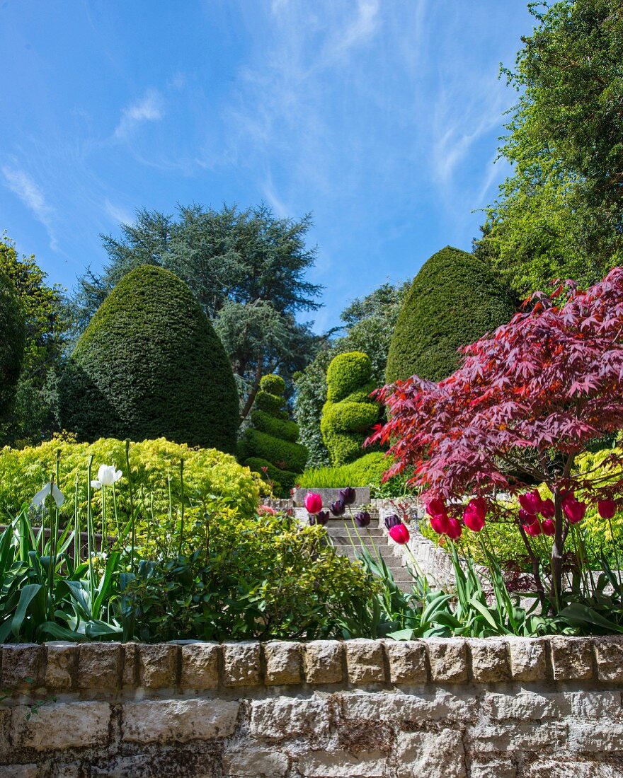 Tulips and topiary in sunny park