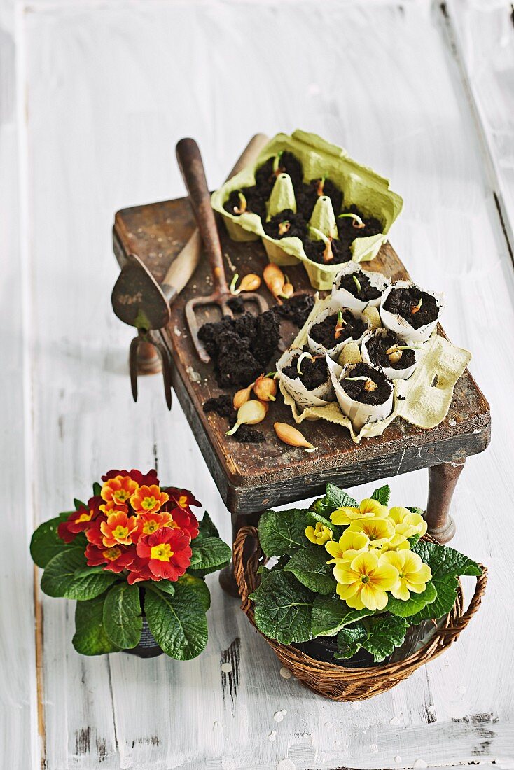 Egg boxes and newspaper pots used for planting seeds