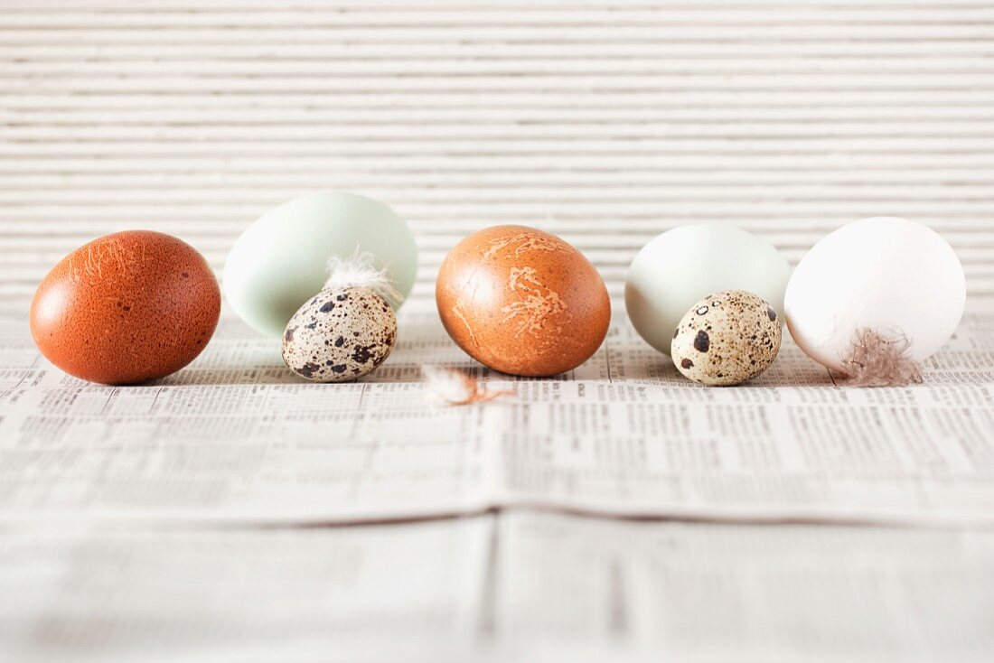 A row of various eggs