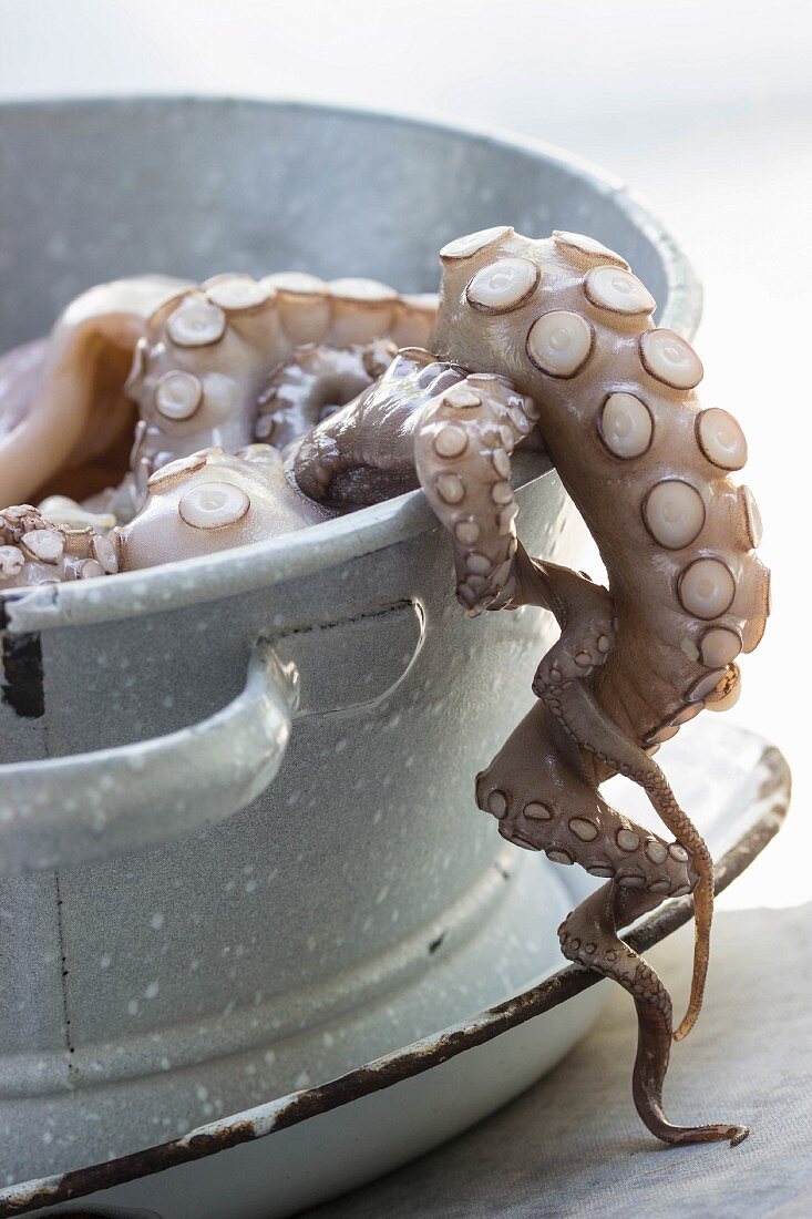 An octopus dripping