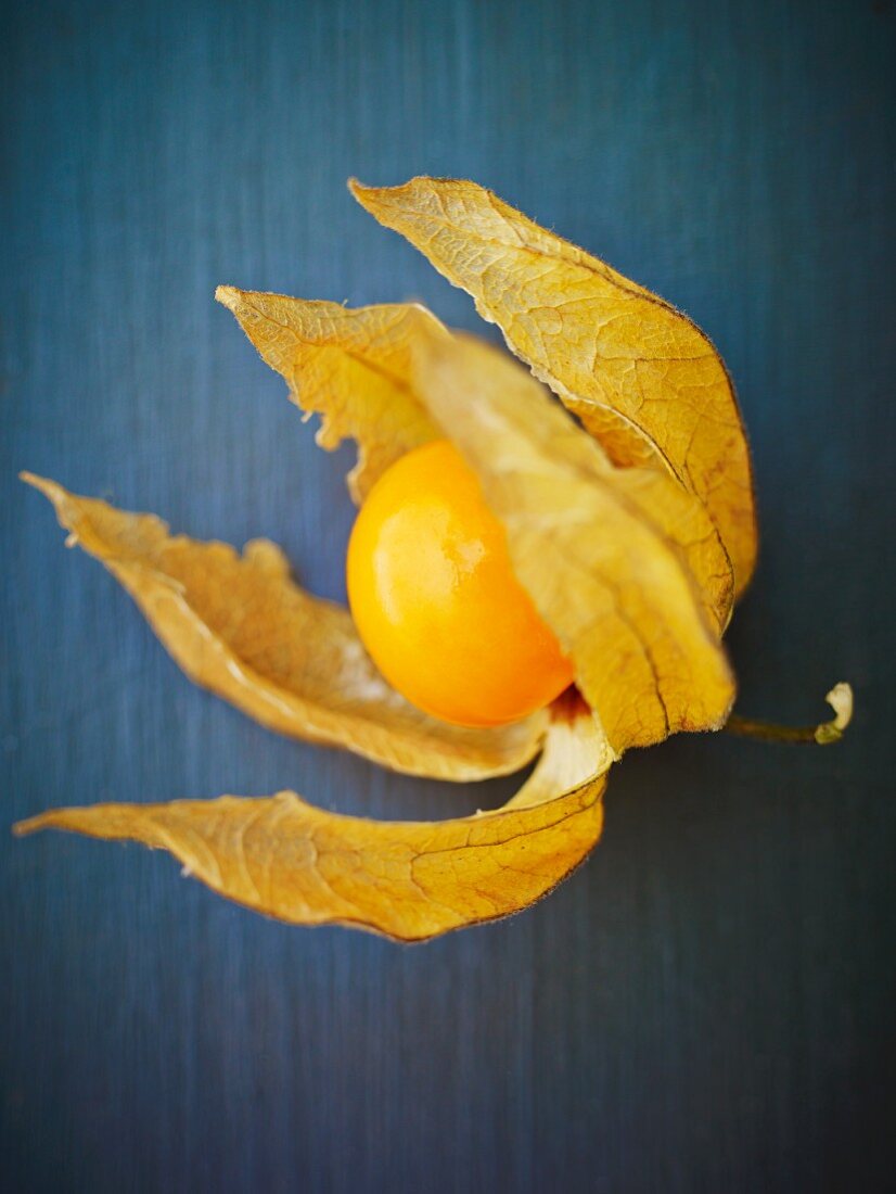 A physalis on a blue surface