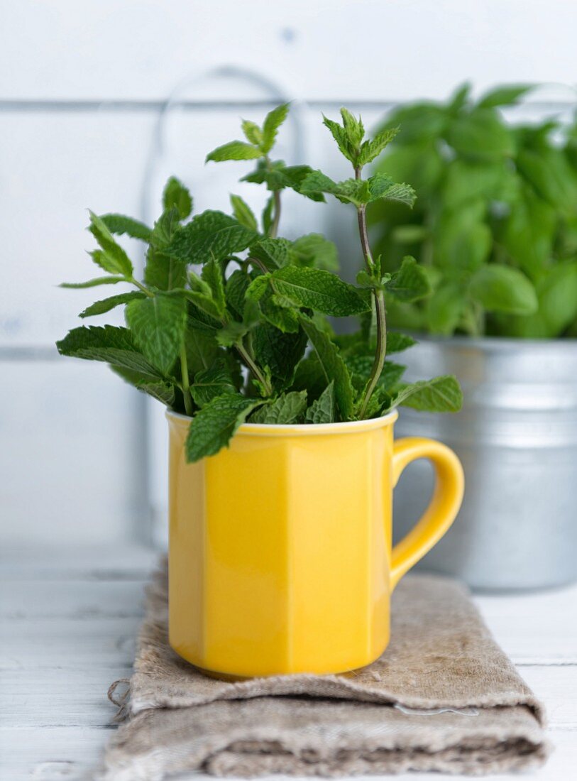 Frische Pfefferminze in einer gelben Tasse