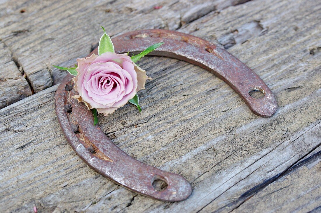 Altes Hufeisen mit Rosenblüte auf Holzuntergrund