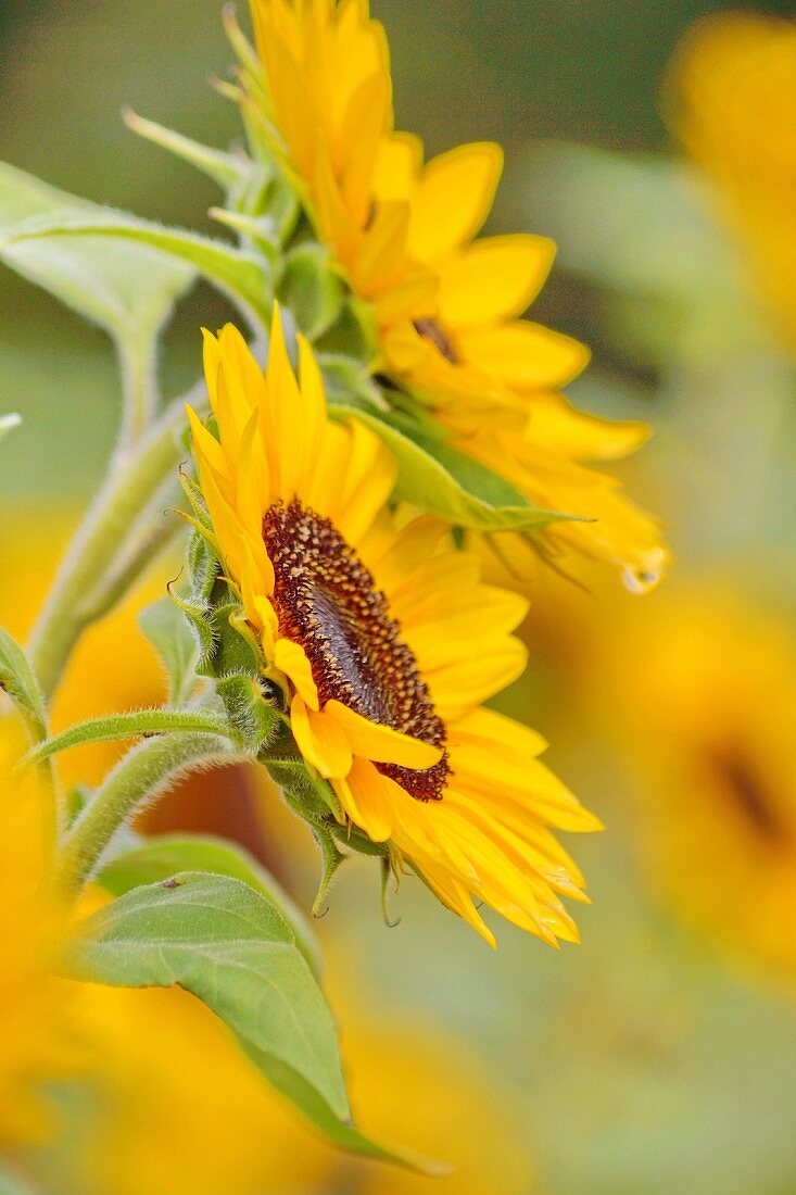 Sunflowers in a field