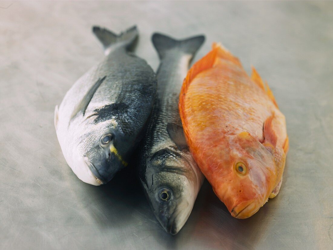 Gilt head seabream, sea bass and tilapia